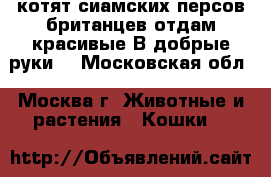 котят сиамских персов британцев отдам красивые В добрые руки  - Московская обл., Москва г. Животные и растения » Кошки   